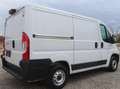 Fiat Ducato L1H1 Kasten/€ 16.500,-netto/KAMERA TEMP KLIMA Weiß - thumbnail 4