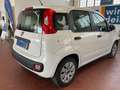 Fiat Panda 1.2 pop ok neopatentati Rouge - thumbnail 2