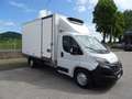 Opel Movano 35QMaxi 140hp PLungo Cella-20° DoppiaTemperatur Grigio - thumbnail 3