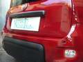 Fiat Panda 1.0 FireFly S&S Hybrid Pandina Urban Radio Km 0 Rosso - thumbnail 11