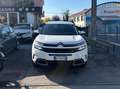Citroen C5 Aircross C5 Aircross  1.5 bluehdi Business s NESSUN VINCOLO Weiß - thumbnail 1