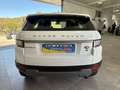 Land Rover Range Rover Evoque 2.0 TD4 150 CV 5p. Pure Bianco - thumbnail 5