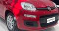 Fiat Panda MY25 1.0 70CV HYBRID Rosso - thumbnail 4