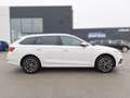 Skoda Octavia 4x4 Style TDI DSG Weiß - thumbnail 6