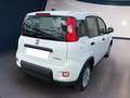 Fiat Panda My23 1.0 70cv Hybrid Panda Bianco - thumbnail 5
