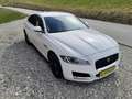 Jaguar XF Prestige    Finanzierung ohne Anzahlung möglich Weiß - thumbnail 3