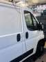 Fiat Ducato tetto basso passo corto L1H1 Bianco - thumbnail 7