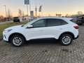 Ford Kuga Plug-In Hybrid Titanium Weiß - thumbnail 3