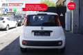 Fiat Panda FIAT Panda 1.2 City Cross 51KW ANNO 2019 Bianco - thumbnail 7