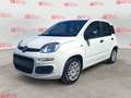 Fiat Panda Panda 1.0 FireFly S&S Hybrid Blanc - thumbnail 1