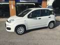 Fiat Panda Panda 1.2 Easy  NEOPATENTATI Bianco - thumbnail 9