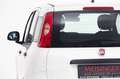 Fiat Panda 4x2 FireFly Hybrid 70 Pandina Weiß - thumbnail 3