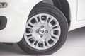 Fiat Panda 4x2 FireFly Hybrid 70 Pandina Weiß - thumbnail 4