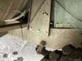 Land Rover Series Serie 3 Verde - thumbnail 6