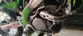Kawasaki KX 250 Verde - thumbnail 8
