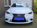 Lexus IS 300 300h F Sport Line Білий - thumbnail 3