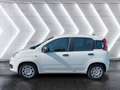 Fiat Panda Panda III 2024 1.0 firefly hybrid s Blanco - thumbnail 3
