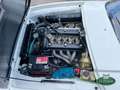 Alfa Romeo GT Junior Zagato 1300 (1 of 1108) Bianco - thumbnail 14