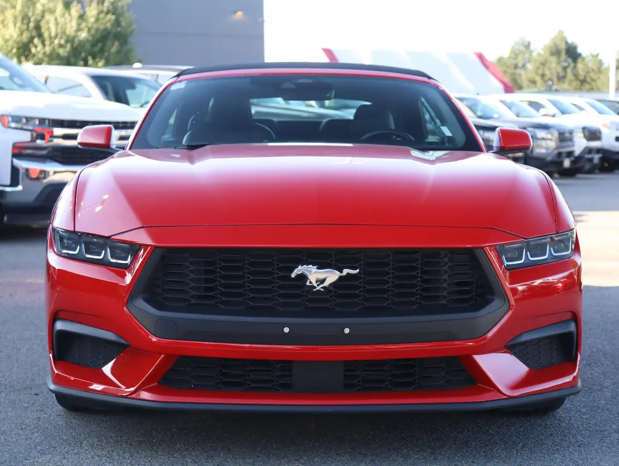 Ford Mustang fotografie Ford Mustang
