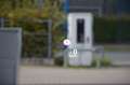 Nissan Qashqai e-Power 2-Farben Tekna+ Grau - thumbnail 13