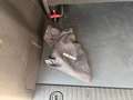 Peugeot Traveller Business L2 BlueHDI Weiß - thumbnail 33