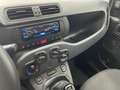 Fiat Panda Panda 1.0 firefly hybrid City Life s NO VINCOLI Grau - thumbnail 11