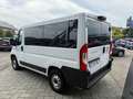 Fiat Ducato PANORAMA 9 POSTI - PREZZO ESPOSTO NETTO IVA Blanc - thumbnail 5