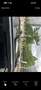 Land Rover Range Rover Sport 3,0 TdV6 S DPF - thumbnail 4
