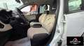 Fiat Panda RATA MENSILE 123,00 UNIPROPRIETARIO Panda 1.2 Easy Wit - thumbnail 5