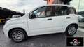 Fiat Panda RATA MENSILE 123,00 UNIPROPRIETARIO Panda 1.2 Easy Wit - thumbnail 3