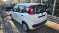 Fiat Panda 1.0 firefly hybrid s&s 70cv KM ZERO Blanc - thumbnail 3