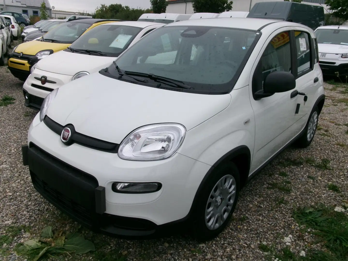 Fiat Panda MY24 Weiß - 2