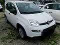 Fiat Panda MY24 Weiß - thumbnail 1