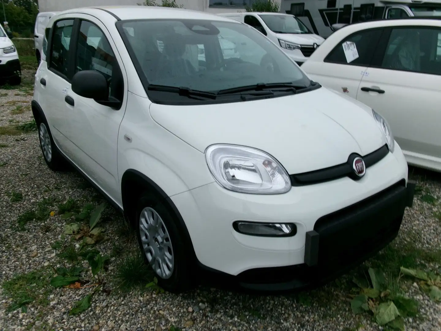 Fiat Panda MY24 Weiß - 1