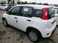 Fiat Panda MY24 Weiß - thumbnail 4
