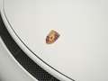 Porsche 991 GT3 RS Wit - thumbnail 31