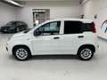 Fiat Panda 1.0 New Panda hybrid 70cv 5p.ti Bianco - thumbnail 8