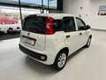 Fiat Panda 1.0 New Panda hybrid 70cv 5p.ti Bianco - thumbnail 5
