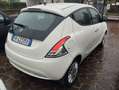 Lancia Ypsilon Ypsilon 1.2 Gold 69cv NEOPATENTATI GARANZIA Bianco - thumbnail 7