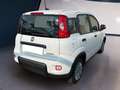 Fiat Panda My23 1.0 70cv Hybrid Panda Bianco - thumbnail 5