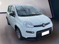 Fiat Panda My23 1.0 70cv Hybrid Panda Bianco - thumbnail 3