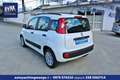 Fiat Panda 1.3 mjt 16v Easy Pari al nuovo Garanzia Bianco - thumbnail 7