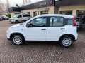 Fiat Panda 1.0 FIREFLY 70CV HYBRID CITY LIFE Bianco - thumbnail 8