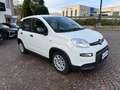 Fiat Panda 1.0 FIREFLY 70CV HYBRID CITY LIFE Bianco - thumbnail 3