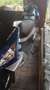 Peugeot Speedfight Blau - thumbnail 1
