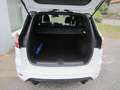 Ford Kuga ST-Line Bianco - thumbnail 17