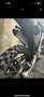 Honda CRF 250 R - thumbnail 5