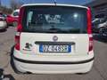 Fiat Panda Panda 1.1 Active eco (active) c/abs Bianco - thumbnail 6