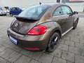 Volkswagen Beetle Design  TÜV 02/2027 Klima Brun - thumbnail 4