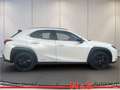 Lexus Sonstige Weiß - thumbnail 3